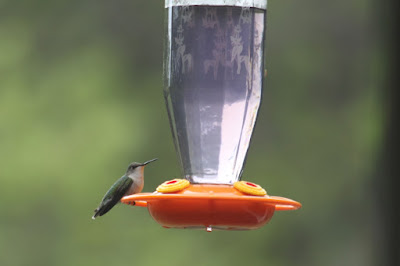 female ruby-throated hummingbird at feeder