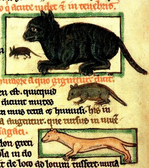 Gatto nero con un topo e una donnola - Bestiario della metà o fine del 13 secolo