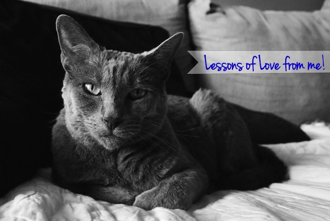 Lessons from my cat