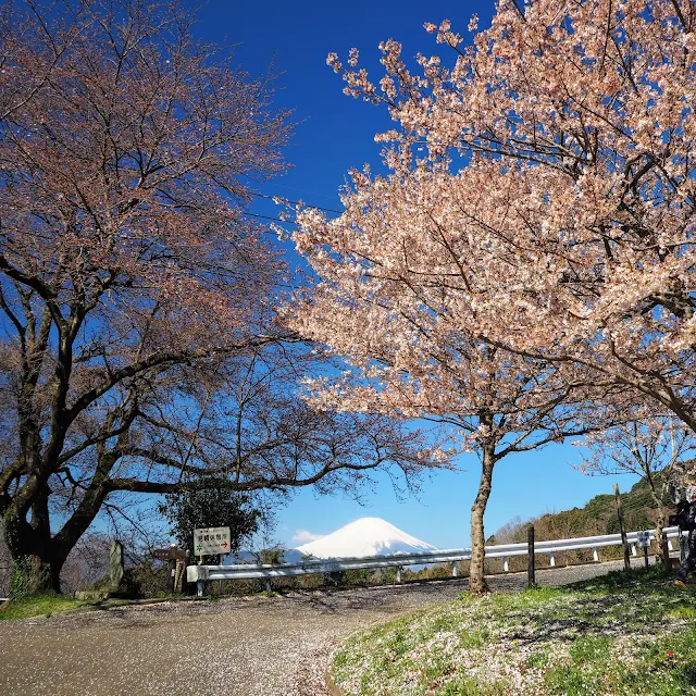 大井町　篠窪　富士見塚　桜　富士山