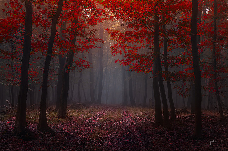lost_red_story__by_janek_sedlar-d6mt3kh-2013-09-19-08-31.jpg