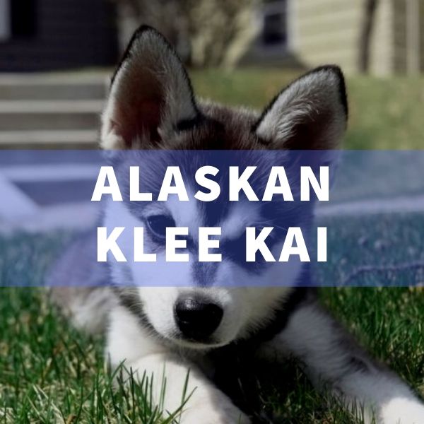 Raza de perro Alaskan Klee Kai