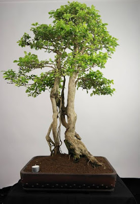 Bonsai Duranta (Sinyo Nakal)