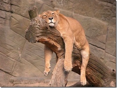 lazy lion