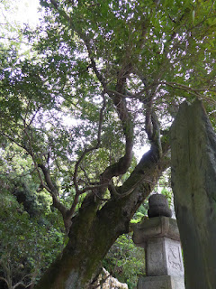 枚岡神社 御神木