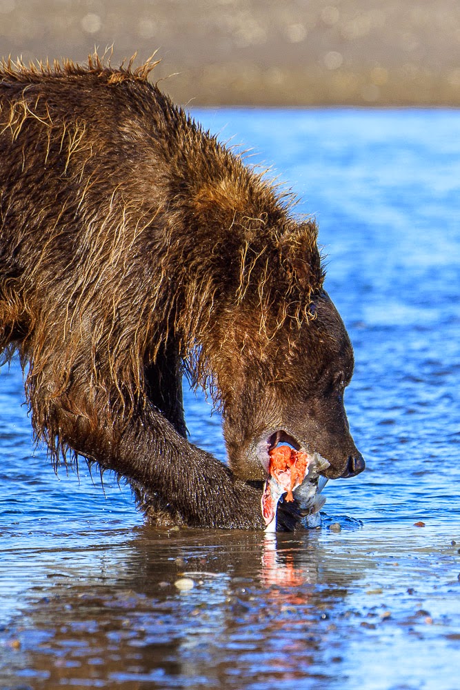 http://www.rudolf-hug.ch/content/fotogalerie/Travel/Alaska%202014%20Lake%20Clark/index.html