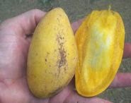 buah mangga, penyakit tanaman mangga, hama mangga, hama tanaman mangga, budidaya buah mangga, penyakit pohon mangga; 