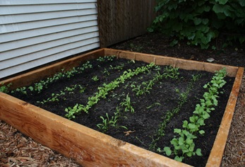 raised fall garden bed