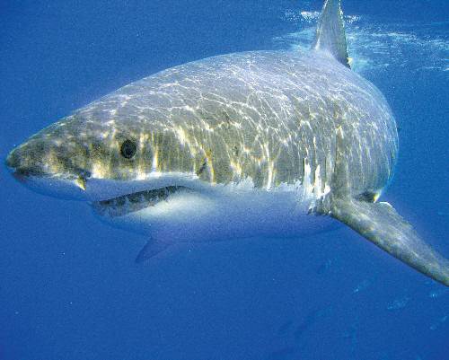 great white shark endangered