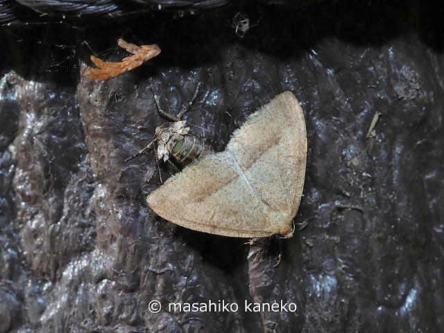 クロスジフユエダシャク　交尾