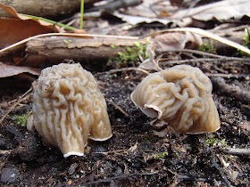 grzyby 2017, grzyby na wiosnę, grzyby w marcu, Entoloma vernum dzwonkówka wiosenna, Verpa bohemica naparstniczka czeska, Morchella conica smardz stożkowaty, Tubaria furfuracea trąbka otrębiasta, Trichia decipiens kędziorek mylny, Sarcoscypha austriaca czarka austriacka, Oranżówka wrzecionowatozarodnikowa - Byssonectria fusispora