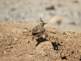 Thekla Lark - Taroudant, Morocco