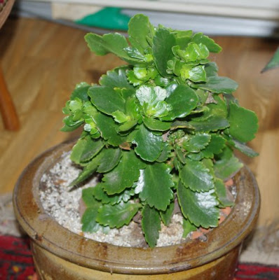 Kalanchoe blossfeldiana