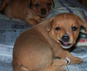 sly smiling puppy dog posing for photo