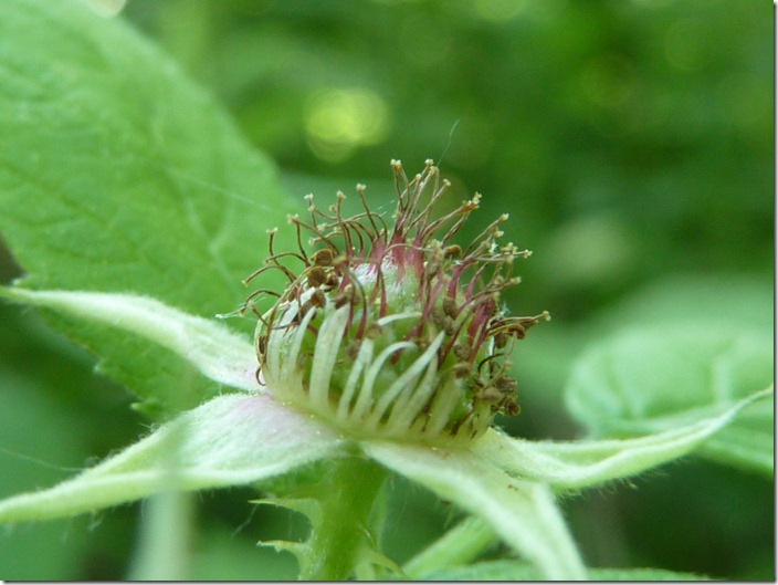 P1090024
