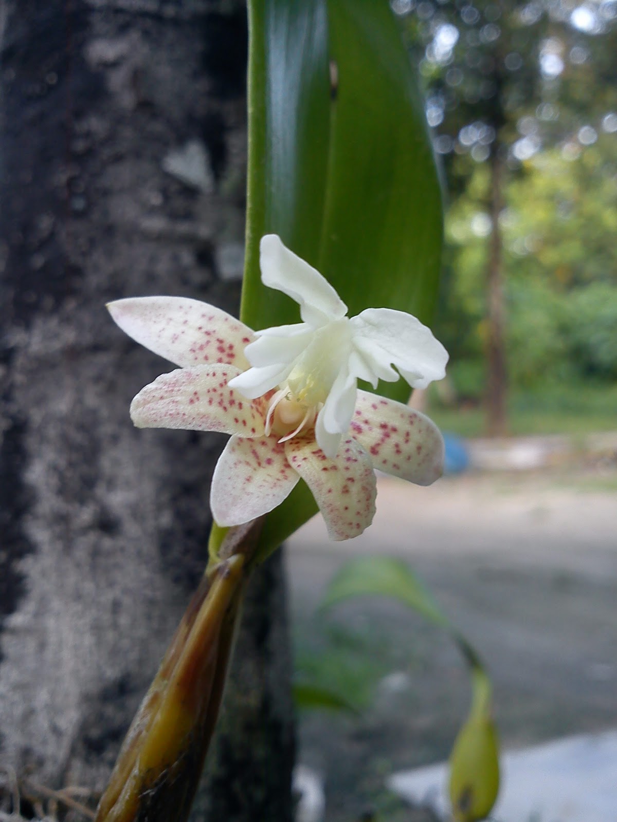 MillFa Wild Orchid: Flickingeria fimbriata