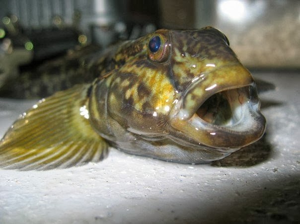 Biodiversity Science: Round gobies