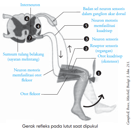 Mekanisme Urutan Gerak  Refleks 