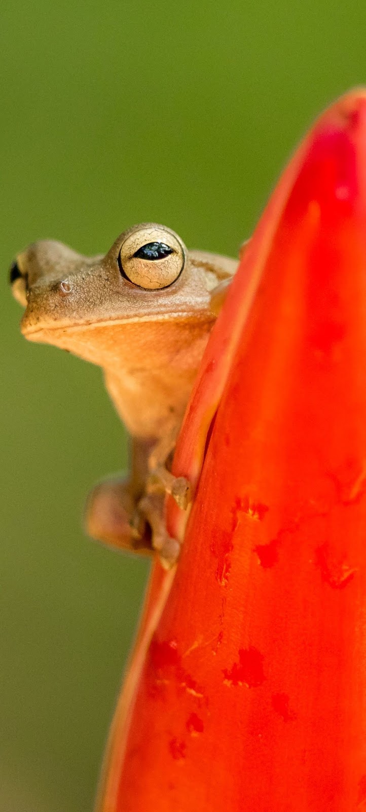 Southern brown tree frog.