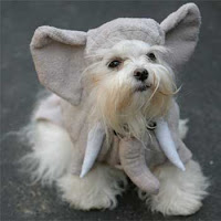 Dog Elephant Costume6