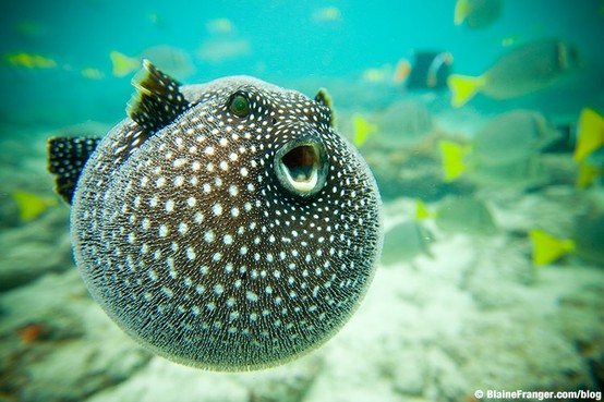 Guineafowl Pufferfish (Arothron meleagris)