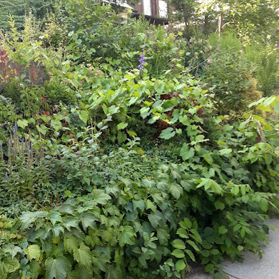 Toronto Parkdale Front Garden Cleanup Before by Paul Jung Gardening Services--a Small Toronto Gardening Company