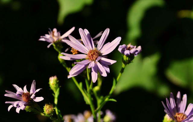 symphyotrichum ciliolatum/Fringed Aster as part of altar or offering for Mara Day, cohanmagazine.blogspot.com