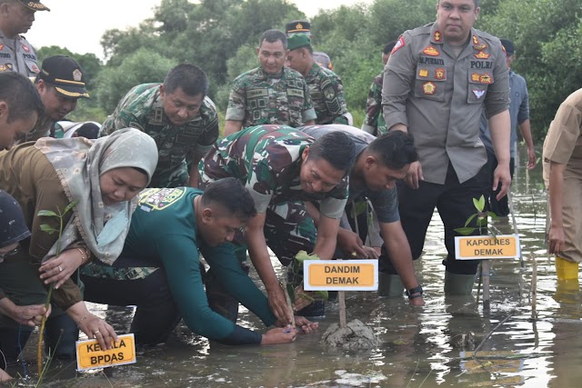 Kodim Demak Tanam 600 Batang Bibit Mangrove Dalam Puncak Penanaman Mangrove Nasional Serentak TNI Oleh Presiden RI