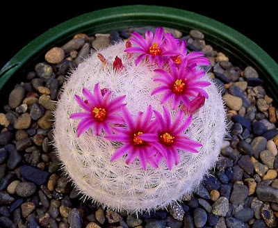 Видове кактуси  Мамилария / Mammillaria 