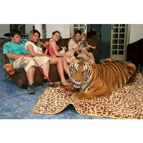 amazing tiger