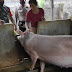 Bhabinkamtibmas Desa Batuan Kaler Pengamanan Giat Vaksin PMK Ternak Babi