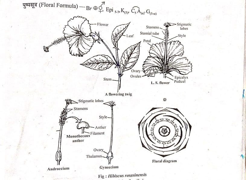 (MALVACEAE FAMILY) floral formula ,floral diagram