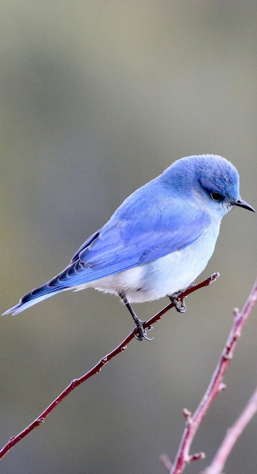 A cute little blue bird.