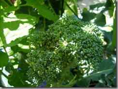harvest 001