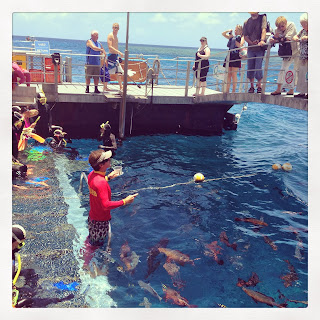 Great Barrier Reef, Fish feeding, Tropical Queensland, dmc Australia, incentive travel Australia