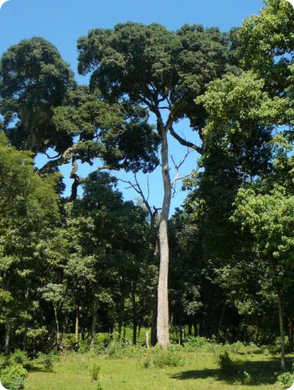 post-rosa palo-rosa