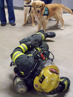 GDB puppies check out a firefighter