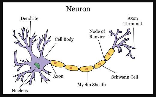 fungsi jaringan saraf pada hewan