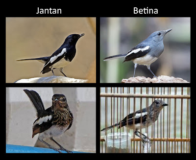 burung kacer jantan betina