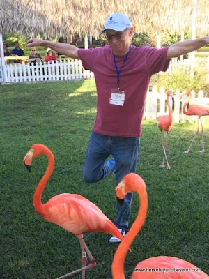 visitor interaction with flamingos during the show at Adrasta Gardens, Zoo & Conservation Centre in Nassau, Bahamas