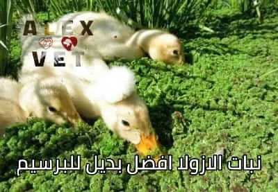 نبات ازولا azolla بديل البرسيم الارخص والافضل