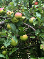 Unknown apples