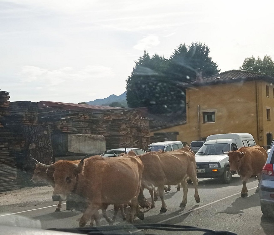 vacas