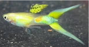 Jenis Ikan Guppy Double swordtail