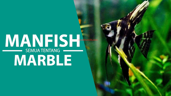 Pernah PELIHARA Angelfish Satu Ini Tapi Tidak Tahu Namanya? Perkenalkan Marble Angelfish