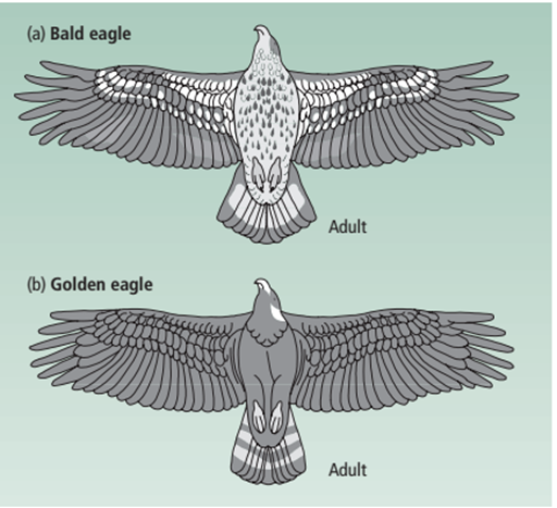 Clave para distinguir a las águilas doradas de las águilas calvas.