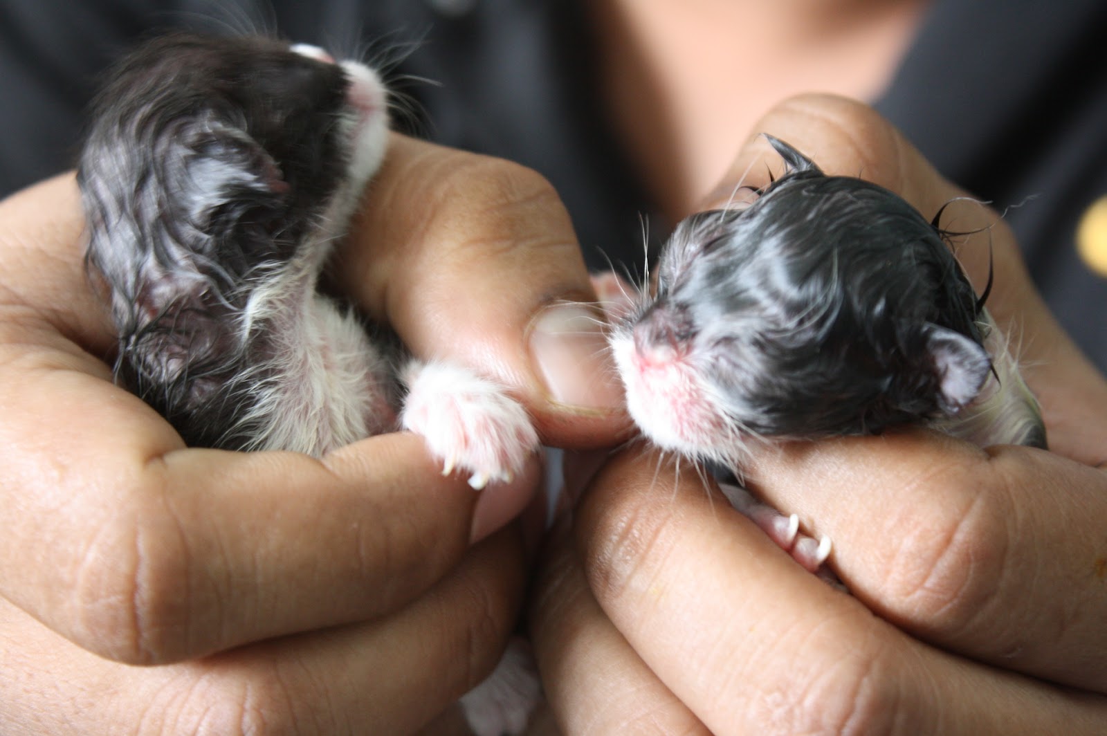 Saat Kelahiran Kucing Parsi KucenMaster