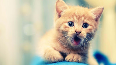 kitten-animal-snaps