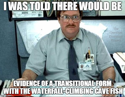 Evolutionists are again using fact-free speculation to say that a fish that "walks" is evidence for evolution.