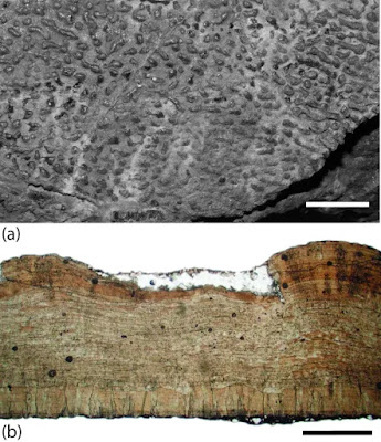 Questa foto (in alto) mostra il disegno sulla superficie esterna dei gusci d'uovo giganti, conosciuti come uova di Macroelongatoolithus. Una sezione trasversale (in basso) mostra i due strati microstrutturali del guscio delle uova di Macroelongatoolithus. La barra della scala è di 1 millimetro (0,04 pollici). Le uova di Macroelongatoolithus sono spesso deposte in gruppi lunghi fino a 3 metri.